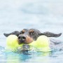 Jouet Os Tennis pour Chien - KONG