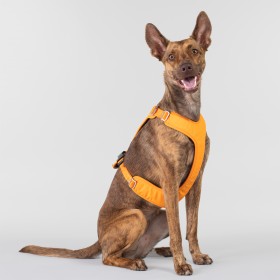 Harnais de Visibilité Nocturne pour Chien - PAIKKA