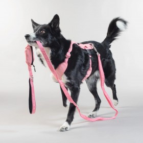 Laisse de Visibilité Nocturne pour Chien - PAIKKA