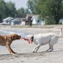 Jouet Bâton à Lancer pour Chien - Safestix KONG