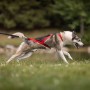 Harnais de Traction pour Chien 'Ludus' | Kyflie - Illustration