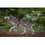 Harnais de Traction pour Chien 'Otium' | Kyflie - Illustration