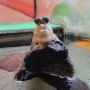 Adoption de Amphibien 'Périophtalme Africain' | Nilufar