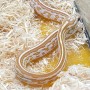 Adoption de Serpent 'Serpent des Blés' | Nilufar