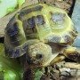 Adoption d'Amphibien 'Tortue des Steppes' | Nilufar