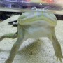 Adoption d'Amphibien 'Grenouille de Budgett' | Nilufar