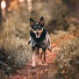 Veste Chien 'Imperméable Visibilité & Récupération' Camo | PAIKKA - Kelpie Australien