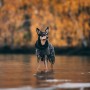 Veste Chien 'Imperméable Visibilité' Noir | PAIKKA - Résiste à l'eau