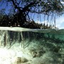 JBL JBL Racines de mangroves 6703100