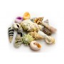 Hobby Coquillages Hobby Sea Shells Set 40221