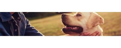 Nourriture et équipements pour le bien être de votre chien | NILUFAR