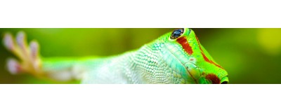Transports & voyages pour terrarium