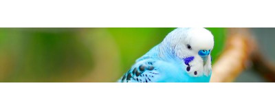 Nourriture et Accessoires pour oiseaux domestiques | NILUFAR