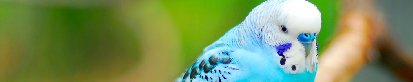 Porte verdure Accessoires - Habitat & équipements pour oiseaux
