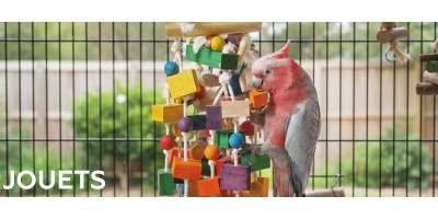 Jouets pour oiseaux