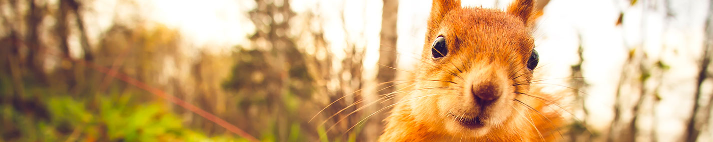 Habitat pour Animaux de la nature