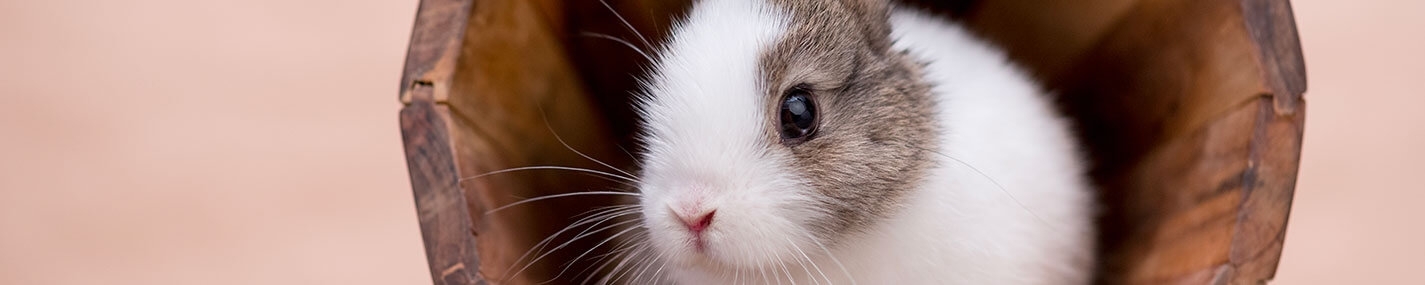 Vitamines pour petits mammifères