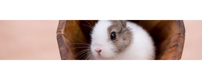 Accessoires pour petits mammifères