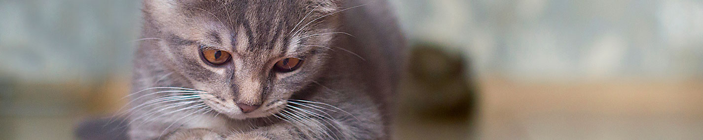 → Aliments, objets & accessoires pour chats