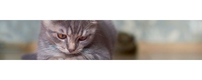 Nourriture et accessoires pour le bien être de votre chat | NILUFAR