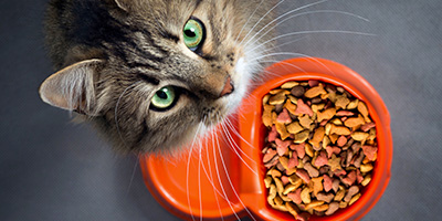 Croquettes - Alimentation & compléments pour chat