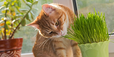 Herbe à chat - Alimentation & compléments pour chat