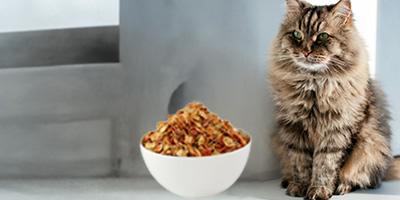 Poudres & flocons Compléments alimentaires - Alimentation & compléments pour chat
