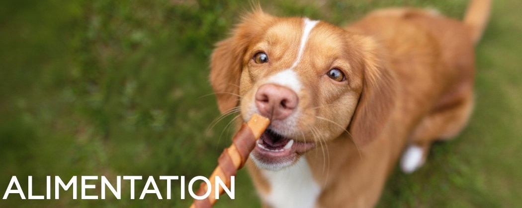 Alimentation pour chien - Les meilleures marques au meilleur prix