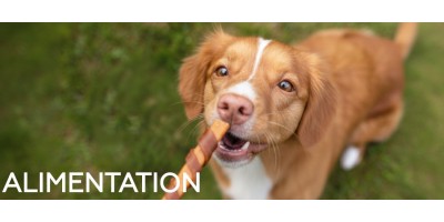 Alimentation pour chien - Les meilleures marques au meilleur prix