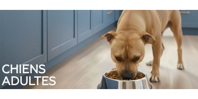 Chiens adultes