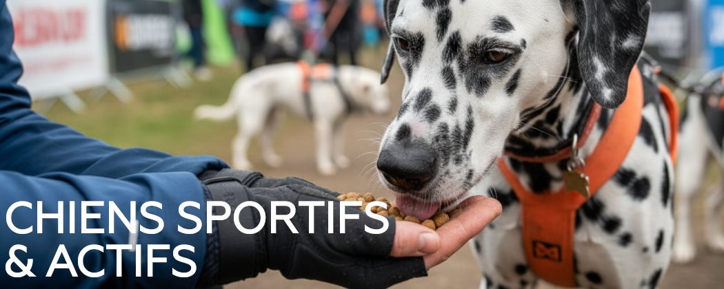 Chiens sportifs & actifs