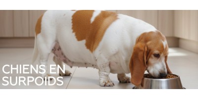 Chiens en surpoids