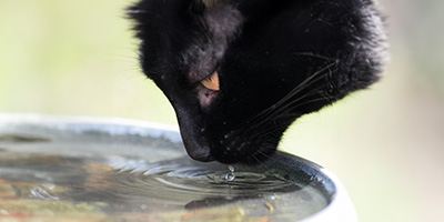 Croquettes chat sensibilité urinaire : Confort ciblé | Nilufar