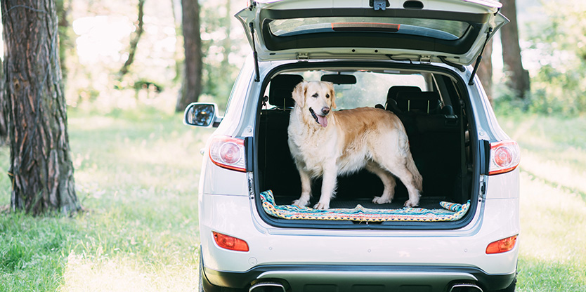 Accessoires voiture