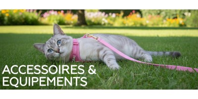 Colliers & harnais pour chats au meilleur prix !