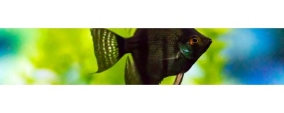 Aquariums, nourriture et équipements pour poissons eau douce | NILUFAR