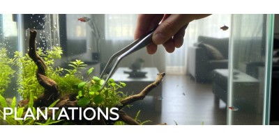 Plantations pour aquarium d'eau douce