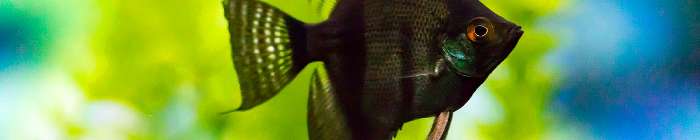 Colles à poster Accessoires - Décoration d’aquarium pour aquarium d'eau douce