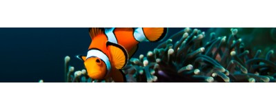 Aquariums, nourriture et équipements poissons eau de mer | NILUFAR