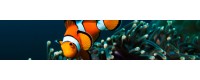 → Accessoires pour aquarium d'eau de mer