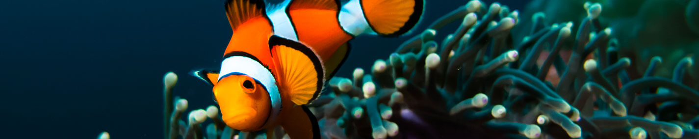 Osmolateurs - Osmolateurs & remise à niveau pour aquarium d'eau de mer