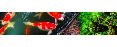 → Accessoires pour bassin