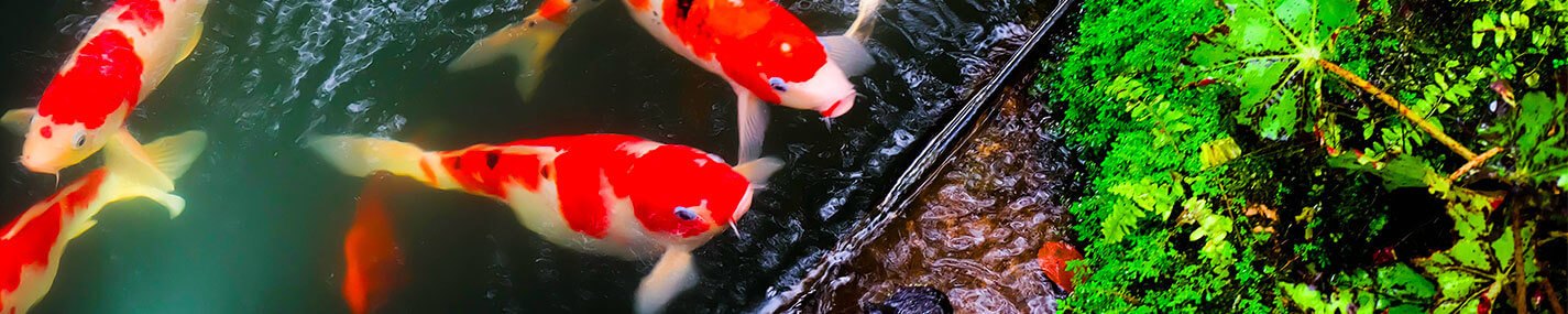 Anneaux flottants Distributeurs de nourriture - Alimentation & compléments pour bassin