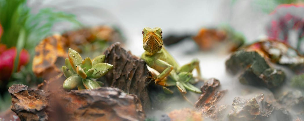 Terrariums, Paludariums et Soins pour Reptiles | Nilufar
