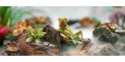 Terrariums, Paludariums et Soins pour Reptiles | Nilufar