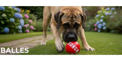 Balles - Jouets pour chien