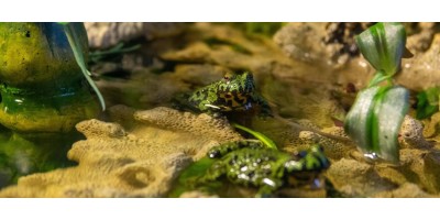 TERRARIUM & PALUDARIUM POUR REPTILES, AMPHIBIENS, ETC.