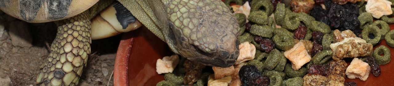 Nourriture Tortue 'ProTerra Fructil' | JBL