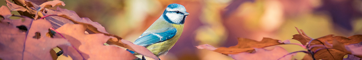 Automne oiseaux de la nature