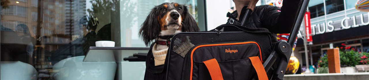 Poussette Chien 'JetPaw 3-in-1' | Ibiyaya - Mise en Situation